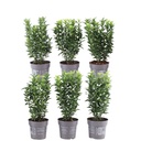Japanischer Spindelstrauch 'Green Spire' (Euonymus japonicus) – winterharter Zierstrauch