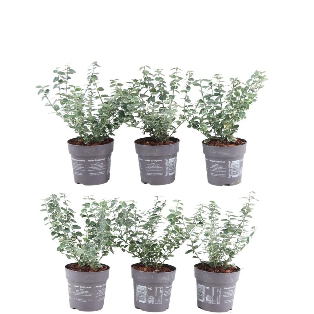 Plants by Frank - 1 Meter Bunte Spindelstrauch Hecke - Euonymus fortunei 'Emerald Gaiety' - Pflanzenset mit 6 winterharten Heckenpflanzen - Immergrüne Hecke - Direkt von der Gärtnerei geliefert
