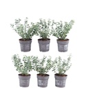 Kriechspindel 'Emerald Gaiety' (Euonymus fortunei) – winterharter immergrüner Bodendecker