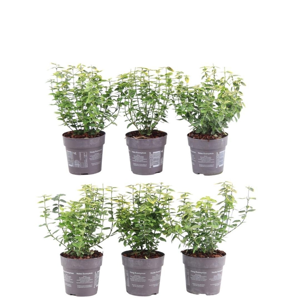 Plants by Frank - 1 Meter Gelbe Spindelstrauch Hecke - Euonymus fortunei 'Emerald Gold' - Pflanzenset mit 6 winterharten Heckenpflanzen - Immergrïune Hecke - Direkt von der Gärtnerei geliefert
