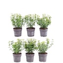 Kriechspindel 'Emerald ' (Euonymus fortunei) – winterharter Bodendecker