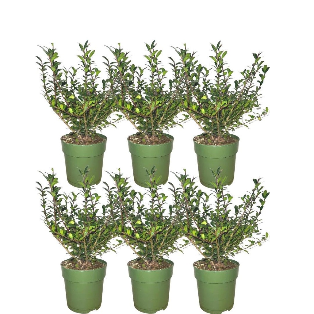 Japanische Stechpalme 'Jenny' (Ilex crenata) – winterhartes immergrünes Gehölz