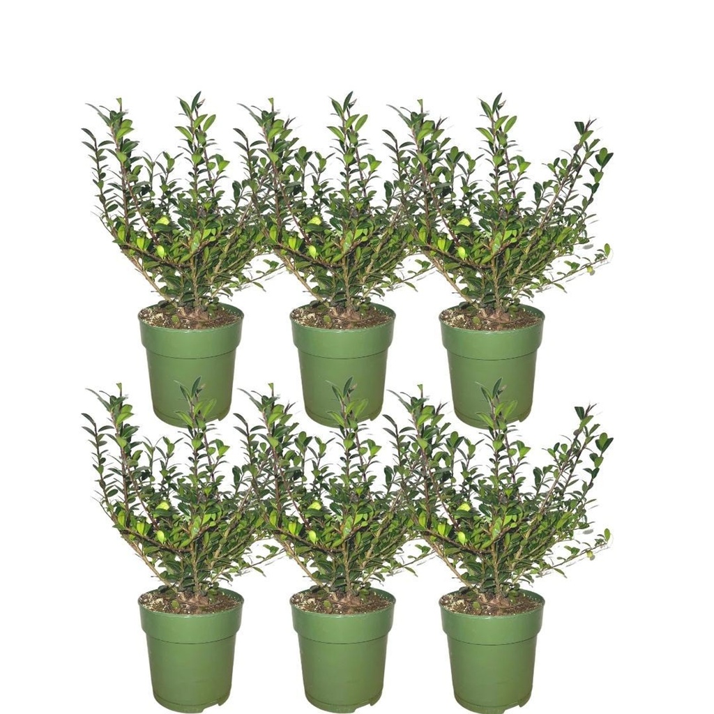 Japanische Stechpalme 'Jenny' (Ilex crenata) – winterhartes immergrünes Gehölz