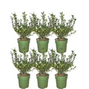 Japanische Stechpalme 'Jenny' (Ilex crenata) – winterhartes immergrünes Gehölz