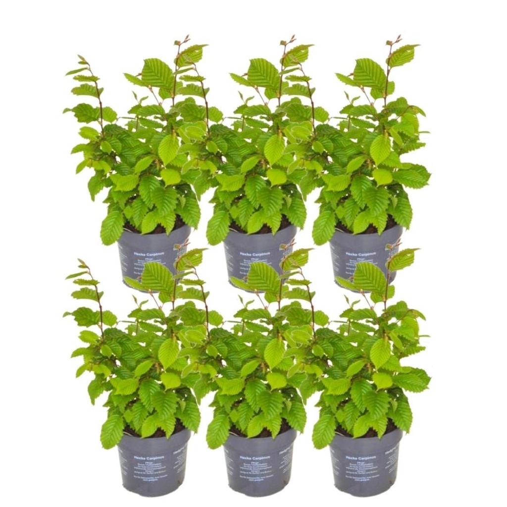 Plants by Frank - 1 Meter Hainbuche Hecke - Carpinus Betulus - Pflanzenset mit 6 winterharten Heckenpflanzen - Laubabwerfende Hecke - Direkt von der GÃ¤rtnerei geliefert