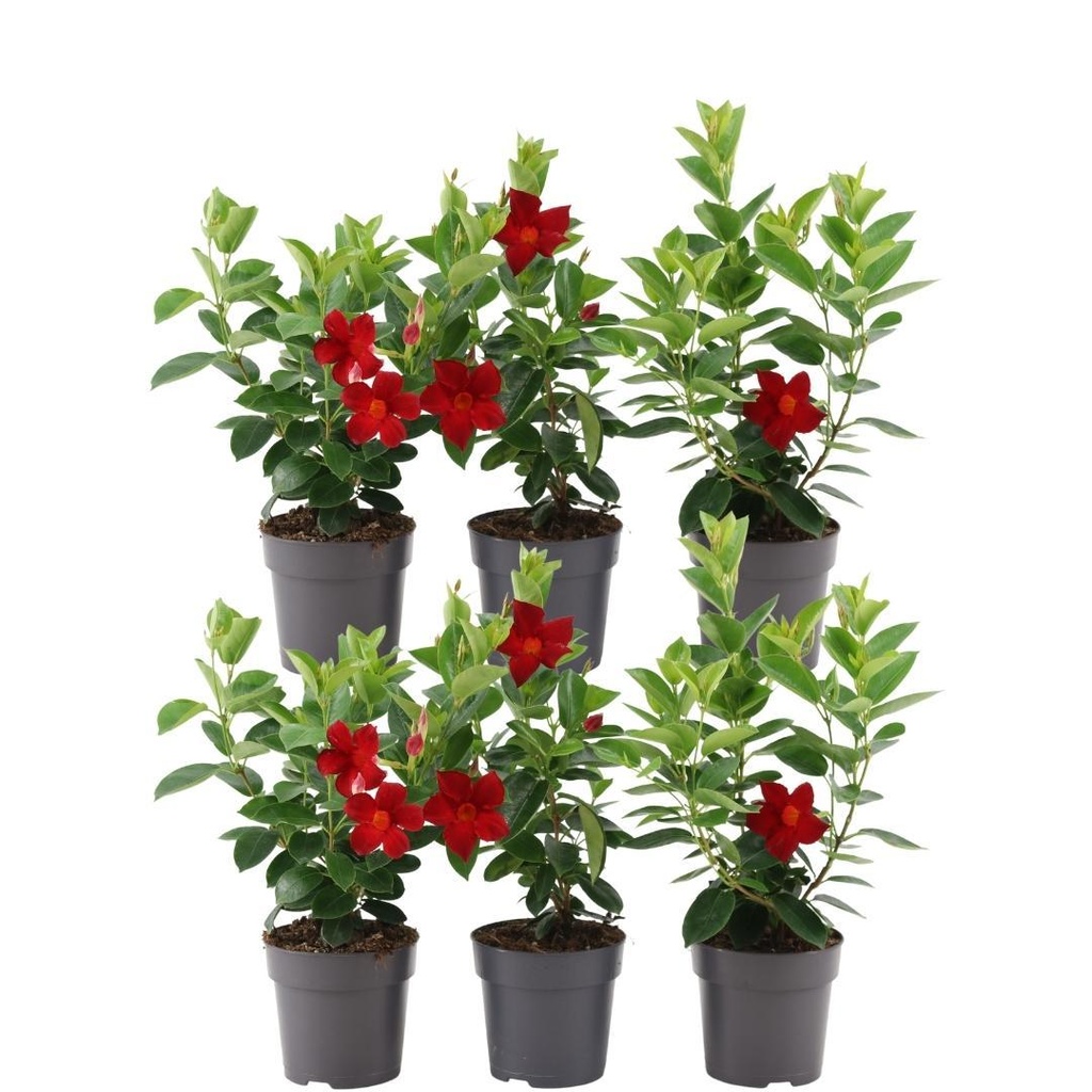 Dipladenie 6er-Set (Mandevilla sanderi) – winterharte Kletterpflanze, Topf-Ø 12 cm, Höhe ca. 25 cm
