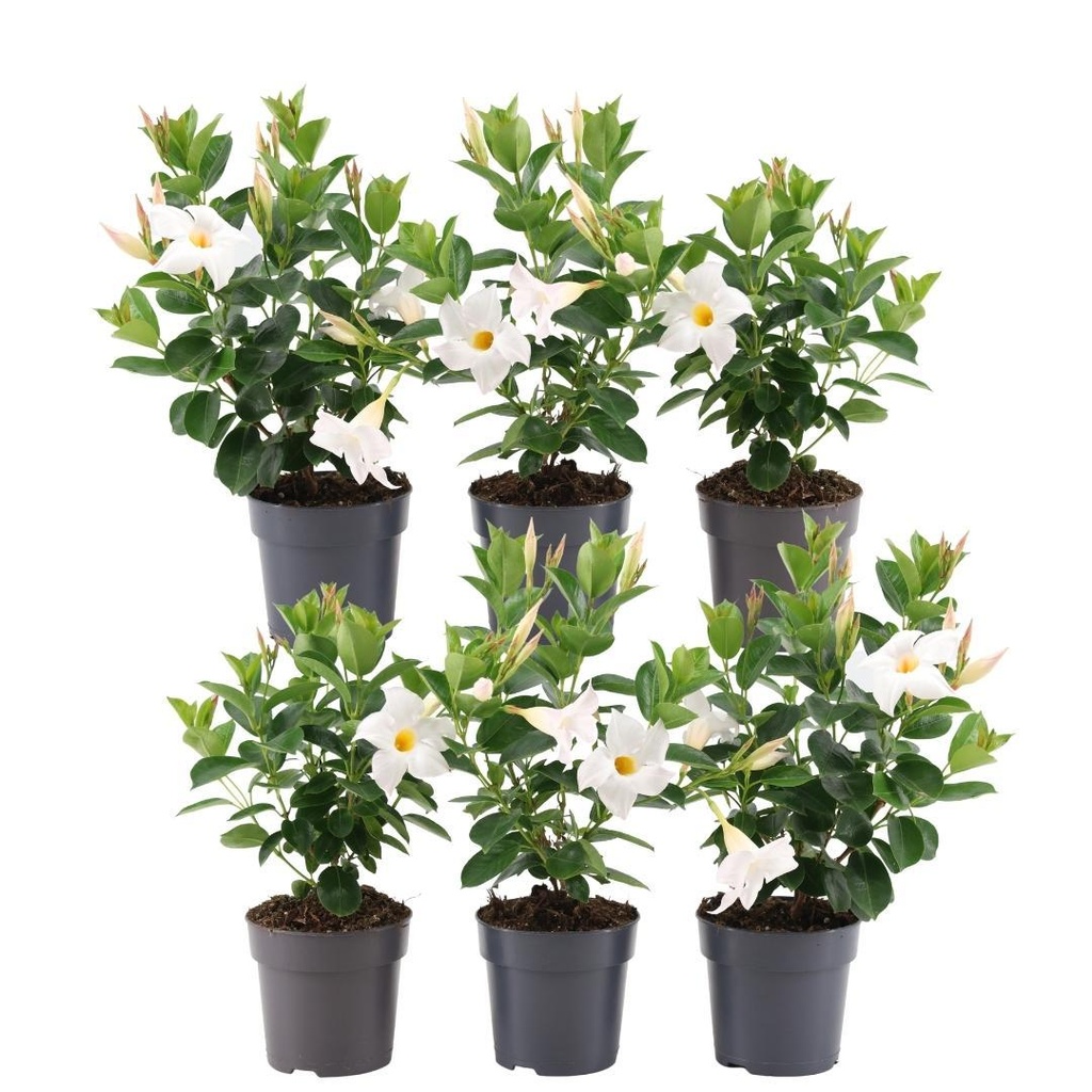 Dipladenie 6er-Set (Mandevilla sanderi) – tropische Kletterpflanze, Topf-Ø 12 cm, Höhe ca. 25 cm