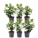 Dipladenie 6er-Set (Mandevilla sanderi) – tropische Kletterpflanze, Topf-Ø 12 cm, Höhe ca. 25 cm