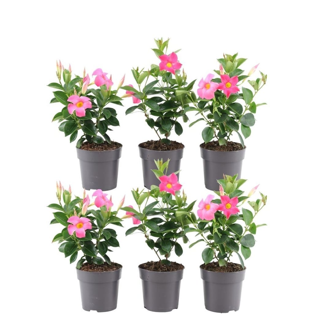 Dipladenie 6er-Set (Mandevilla sanderi) – winterharte Kletterpflanze, Topf-Ø 12 cm, Höhe ca. 25 cm