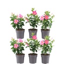 Dipladenie 6er-Set (Mandevilla sanderi) – winterharte Kletterpflanze, Topf-Ø 12 cm, Höhe ca. 25 cm