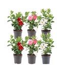 Dipladenie (Mandevilla sanderi) – winterharte Kletterpflanze, Topf-Ø 12 cm, Höhe ca. 25 cm