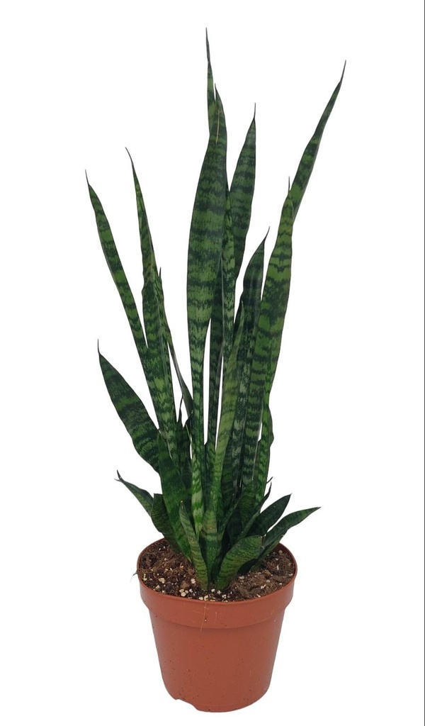 Drachenbaum (Dracaena marginata) – pflegeleichte Zimmerpflanze, Topf-Ø 17 cm, Höhe ca. 75 cm