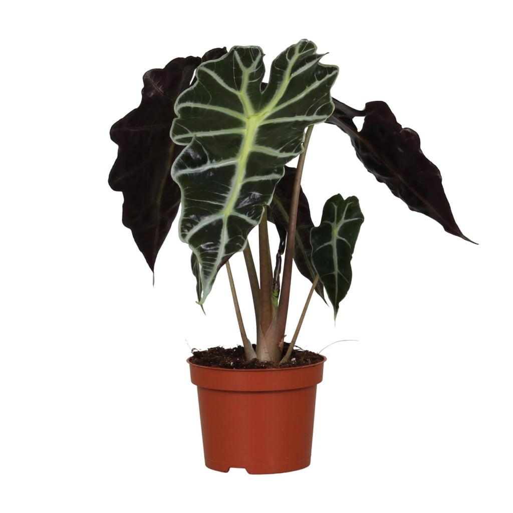 Amazonas-Pfeilblatt (Alocasia amazonica) – pflegeleichte Zimmerpflanze, Topf-Ø 12 cm, Höhe ca. 30 cm