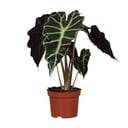 Amazonas-Pfeilblatt (Alocasia amazonica) – pflegeleichte Zimmerpflanze, Topf-Ø 12 cm, Höhe ca. 30 cm