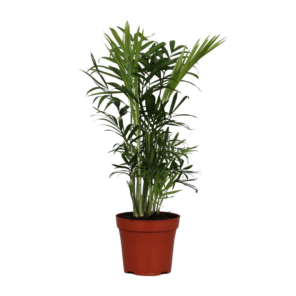 Bergpalme (Chamaedorea elegans) – pflegeleichte Zimmerpflanze, Topf-Ø 12 cm, Höhe ca. 40 cm