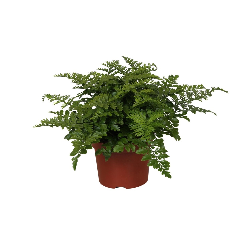 Kleiner Streifenfarn 'Parvati' (Asplenium parvisorum) – pflegeleichte Zimmerpflanze, Topf-Ø 12 cm, Höhe ca. 25 cm