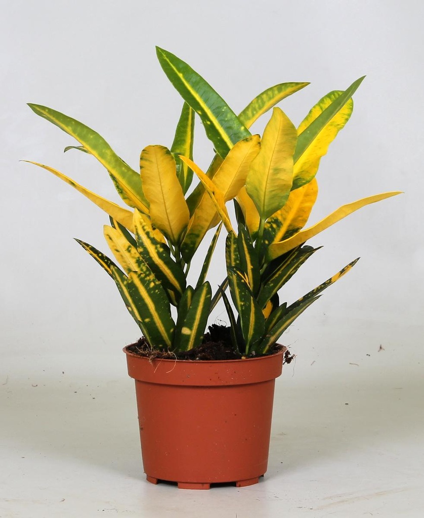 Sonora-Kroton (Croton sonorae) – pflegeleichte Zimmerpflanze, Topf-Ø 12 cm, Höhe ca. 30 cm