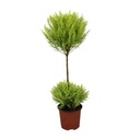 Goldzypresse (Cupressus macrocarpa) – pflegeleichte Zimmerpflanze, Topf-Ø 14 cm, Höhe ca. 60 cm