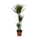 Drachenbaum (Dracaena marginata) – pflegeleichte Zimmerpflanze, Topf-Ø 21 cm, Höhe ca. 120 cm