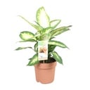 Dieffenbachie (Dieffenbachia maculata) – pflegeleichte Zimmerpflanze, Topf-Ø 17 cm, Höhe ca. 45 cm