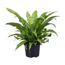 Schmalblättriger Nestfarn (Asplenium antiquum) – pflegeleichte Zimmerpflanze, Topf-Ø 23 cm, Höhe ca. 60 cm