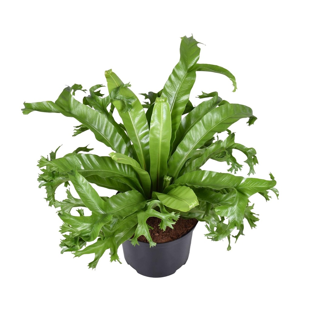 Nestfarn (Asplenium nidus) – pflegeleichte Zimmerpflanze, Topf-Ø 23 cm, Höhe ca. 55 cm