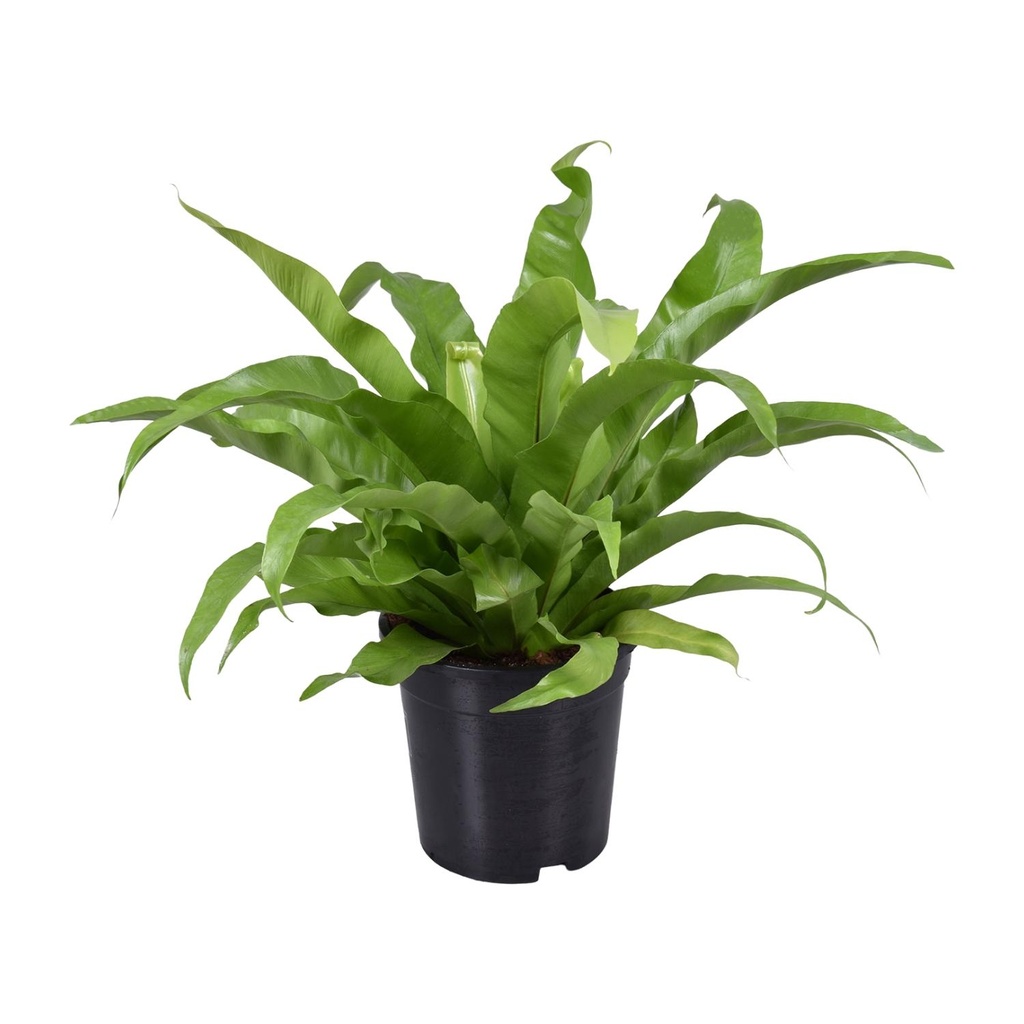 Japanischer Nestfarn (Asplenium antiquum) – pflegeleichte Zimmerpflanze, Topf-Ø 17 cm, Höhe ca. 45 cm