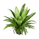 Nestfarn (Asplenium antiquum) – pflegeleichte Zimmerpflanze, Topf-Ø 23 cm, Höhe ca. 60 cm