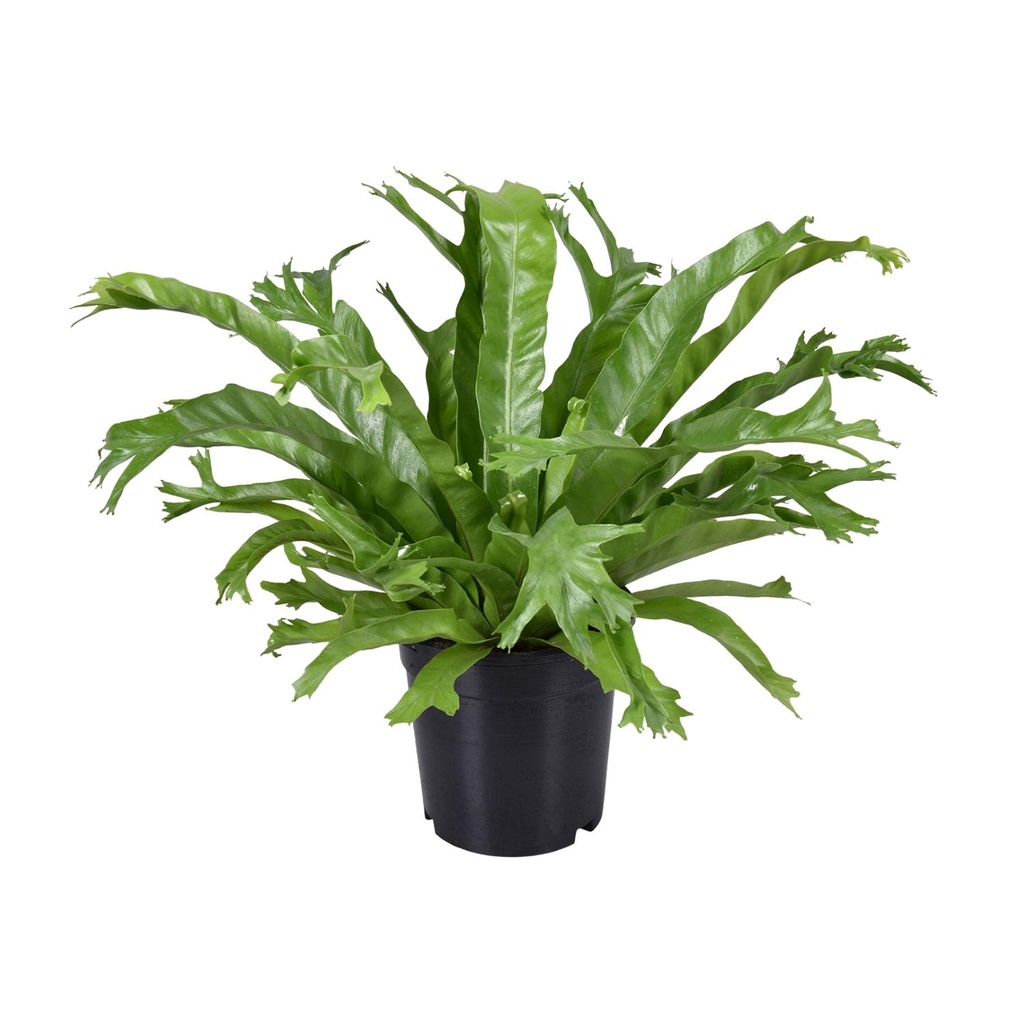 Nestfarn (Asplenium nidus) – pflegeleichte Zimmerpflanze, Topf-Ø 17 cm, Höhe ca. 40 cm