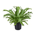 Nestfarn (Asplenium nidus) – pflegeleichte Zimmerpflanze, Topf-Ø 17 cm, Höhe ca. 40 cm