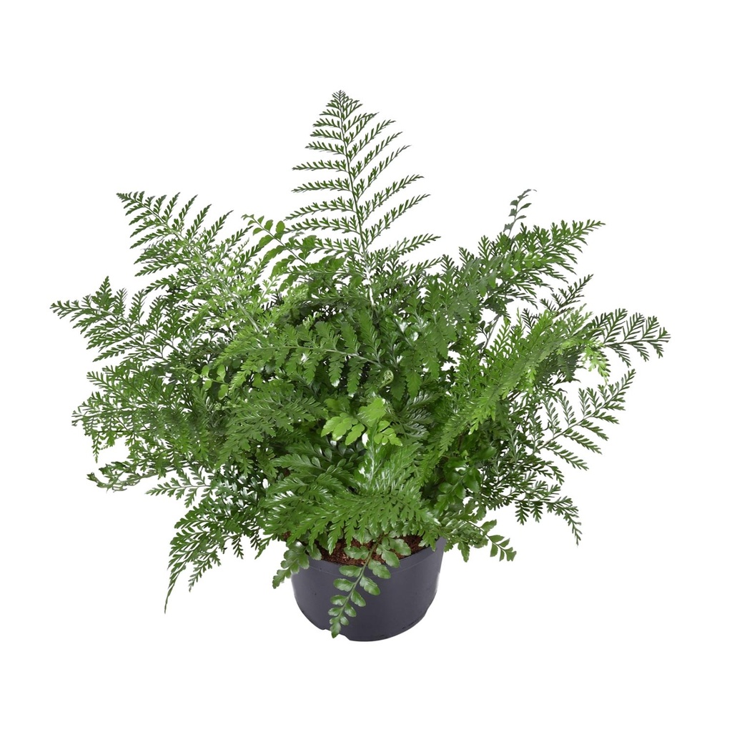 Kleiner Streifenfarn 'Parvati' (Asplenium parvisorum) – pflegeleichte Zimmerpflanze, Topf-Ø 23 cm, Höhe ca. 55 cm