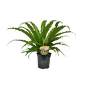 Nestfarn (Asplenium antiquum) – pflegeleichte Zimmerpflanze, Topf-Ø 17 cm, Höhe ca. 40 cm