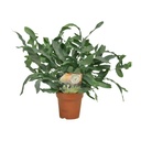 Goldtüpfelfarn (Phlebodium aureum) – pflegeleichte Zimmerpflanze, Topf-Ø 12 cm, Höhe ca. 35 cm
