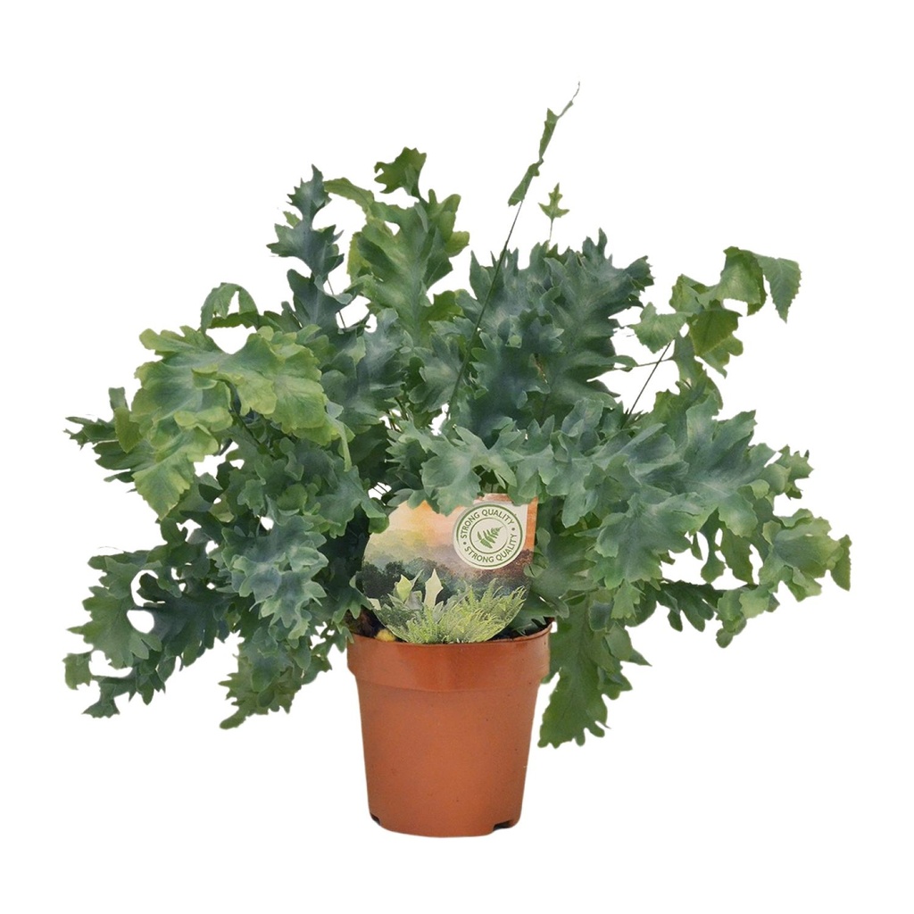 Phlebodium Davana - Ø12cm - ↕35cm