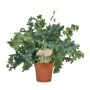 Goldtüpfelfarn (Phlebodium aureum) – pflegeleichte Zimmerpflanze, Topf-Ø 12 cm, Höhe ca. 35 cm