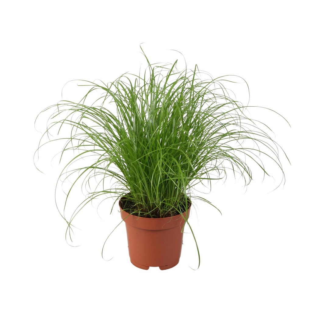 Zypergras (Cyperus alternifolius) – pflegeleichte Zimmerpflanze, Topf-Ø 12 cm, Höhe ca. 28 cm