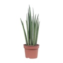 Bogenhanf (Sansevieria trifasciata) – pflegeleichte Zimmerpflanze, Topf-Ø 12 cm, Höhe ca. 40 cm