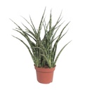 Zylindrischer Bogenhanf (Sansevieria cylindrica) – pflegeleichte Zimmerpflanze, Topf-Ø 12 cm, Höhe ca. 35 cm