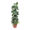 Kletter-Philodendron (Philodendron scandens) – pflegeleichte Zimmerpflanze, Topf-Ø 24 cm, Höhe ca. 120 cm