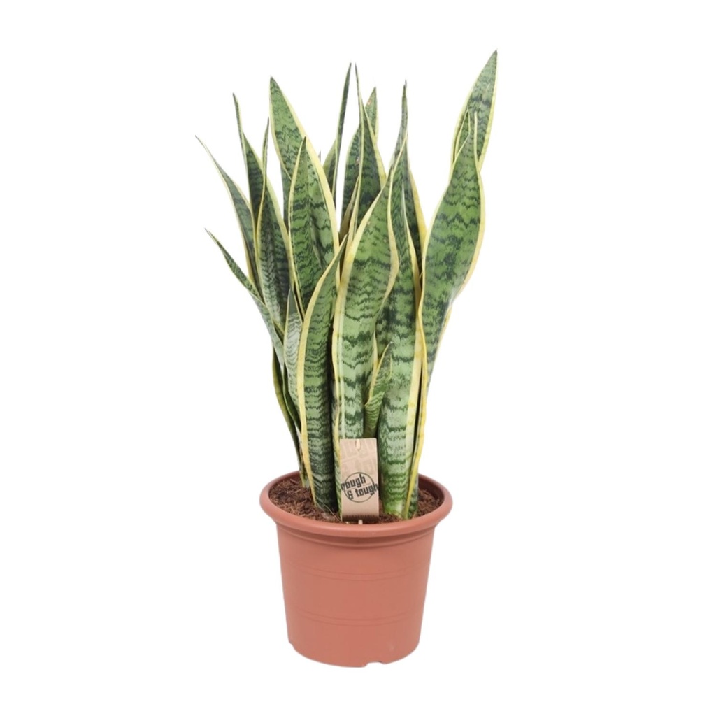 Bogenhanf (Sansevieria trifasciata) – pflegeleichte Zimmerpflanze, Topf-Ø 25 cm, Höhe ca. 85 cm