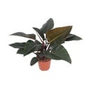 Philodendron (Philodendron scandens) – pflegeleichte Zimmerpflanze, Topf-Ø 27 cm, Höhe ca. 80 cm