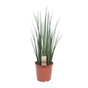 Bogenhanf (Sansevieria trifasciata) – pflegeleichte Zimmerpflanze, Topf-Ø 19 cm, Höhe ca. 70 cm