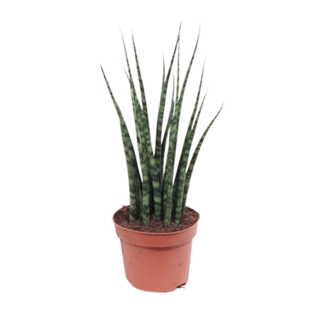 Zylindrischer Bogenhanf (Sansevieria cylindrica) – pflegeleichte Zimmerpflanze, Topf-Ø 12 cm, Höhe ca. 40 cm