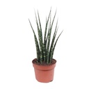 Zylindrischer Bogenhanf (Sansevieria cylindrica) – pflegeleichte Zimmerpflanze, Topf-Ø 12 cm, Höhe ca. 40 cm