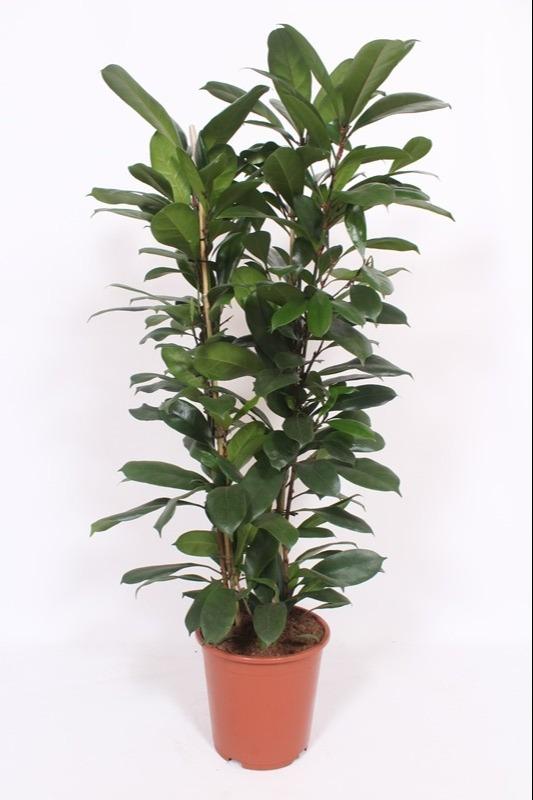 Afrikanischer Feigenbaum (Ficus cyathistipula) – pflegeleichte Zimmerpflanze, Topf-Ø 27 cm, Höhe ca. 27 cm