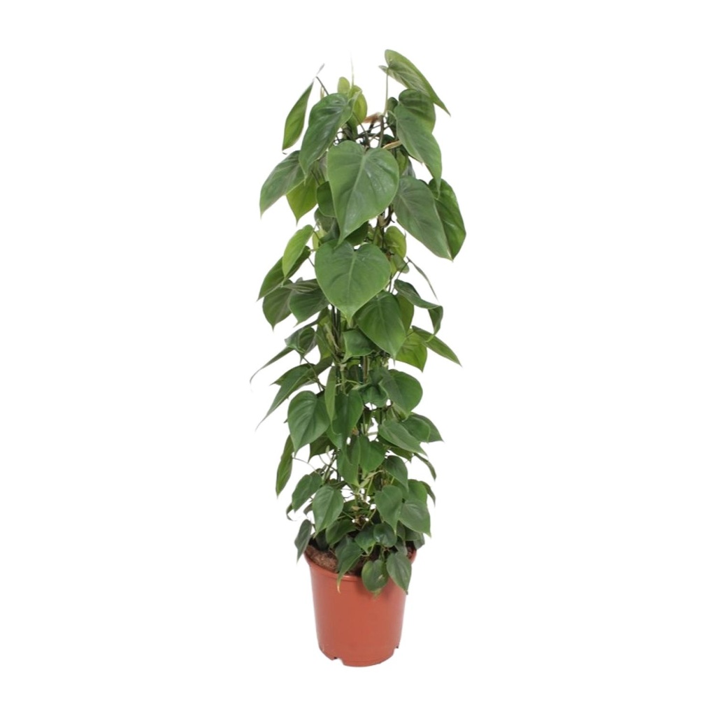 Kletter-Philodendron (Philodendron scandens) – pflegeleichte Zimmerpflanze, Topf-Ø 24 cm, Höhe ca. 120 cm