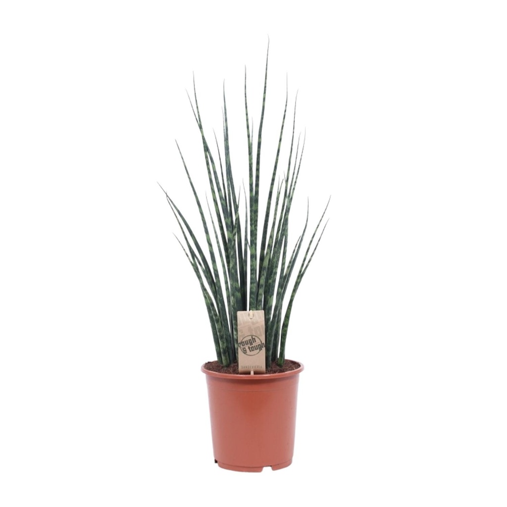 Zylindrischer Bogenhanf (Sansevieria cylindrica) – pflegeleichte Zimmerpflanze, Topf-Ø 19 cm, Höhe ca. 80 cm