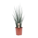 Zylindrischer Bogenhanf (Sansevieria cylindrica) – pflegeleichte Zimmerpflanze, Topf-Ø 19 cm, Höhe ca. 80 cm