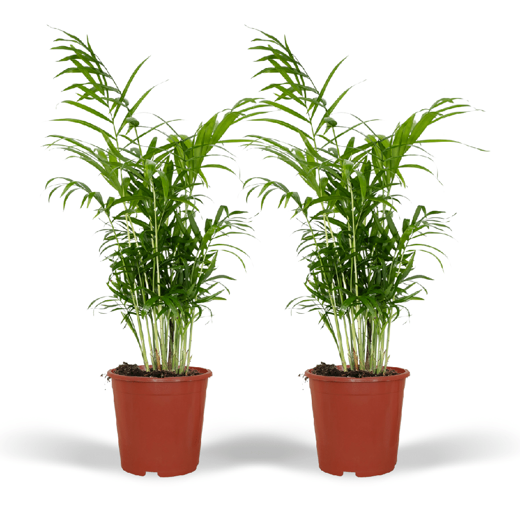 Bergpalme (Chamaedorea elegans) – pflegeleichte Zimmerpflanze, Topf-Ø 17 cm, Höhe ca. 55 cm