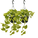 Efeutute 'Golden Pothos' (Epipremnum aureum) – pflegeleichte Zimmerpflanze, Topf-Ø 15 cm, Höhe ca. 25 cm